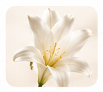 Lily of the Valley